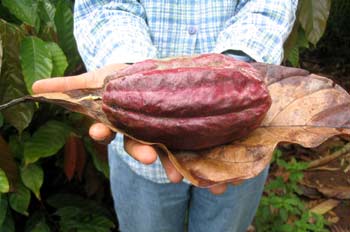 Fruto del cacao, Ecuador