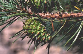Pino silvestre - Piñas (Pinus sylvestris)