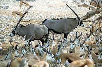 Oryx contrapuestos, Namibia
