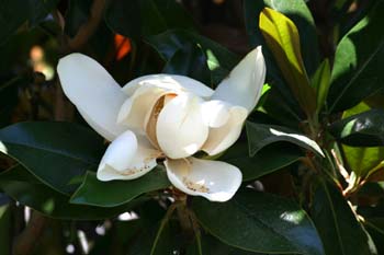 Magnolio - Flor (Magnolia grandiflora) | Mediateca de EducaMadrid