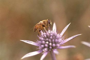 Mosca zángano (Eritalis tenax)
