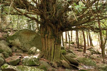 Tejo (Taxus baccata)