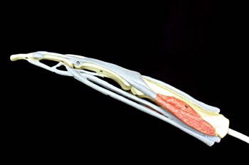 Estructura de un Dedo