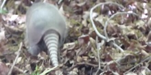 Armadillo de nueve bandas Dasypus novemcinctus Linnaeus, 1758 (