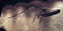 Stenopterygius (Ichthyosauria), Museo del Jurásico de Asturias,