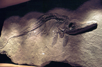 Stenopterygius (Ichthyosauria), Museo del Jurásico de Asturias,