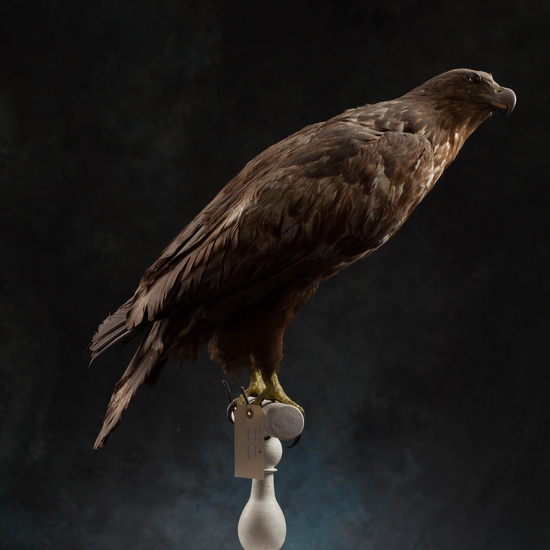 IES_SANISIDRO_MUSEO_Aves_179