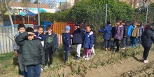 1º de Primaria_Plantamos garbanzo  9