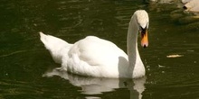 Cisne común (Cygnus olor)