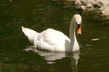 Cisne común (Cygnus olor)