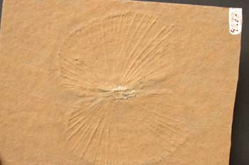 Daonella lommeli (Bivalvo) Triásico