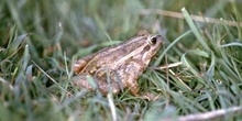 Sapillo pintojo (Discoglossus galganoi)