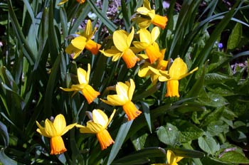 Azucenas de Pascua, Berna, Suiza