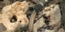 Serpiente de cascabel (Crotalus sp.)