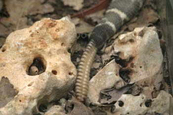 Serpiente de cascabel (Crotalus sp.)