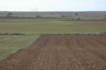 Campos de cultivo