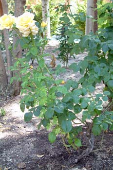 Brote del portainjertos