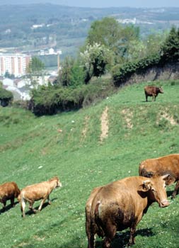 Vacas en un prado