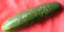 Pepino