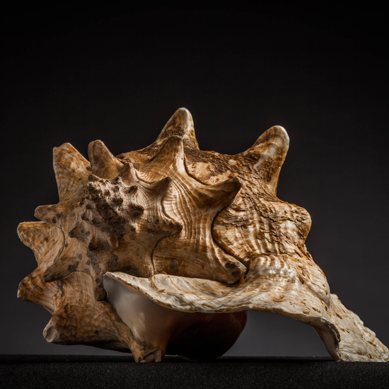 IES_CARDENALCISNEROS_CONCHAS_063