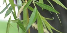 Sauce llorón - Hojas (Salix babylonica)
