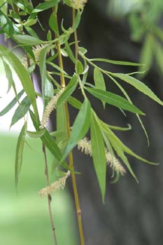 Sauce llorón - Hojas (Salix babylonica)