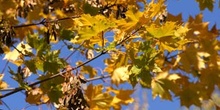 Arce real - Hojas (Acer platanoides)