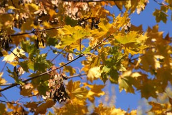 Arce real - Hojas (Acer platanoides)