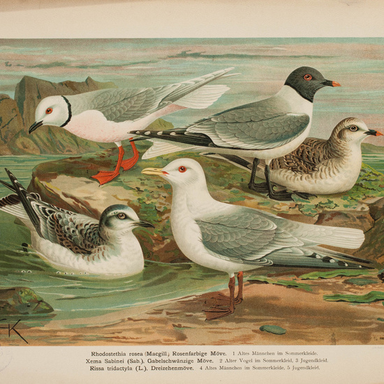 IES_CARDENALCISNEROS_AVES_LAMINAS_106