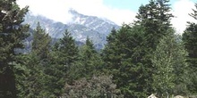 Abeto blanco - Porte (Abies alba)
