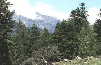 Abeto blanco - Porte (Abies alba)