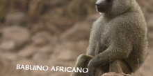 Babuino africano