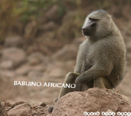 Babuino africano