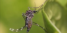 El virus Zika