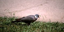 Paloma torcáz (Columba palumbus)