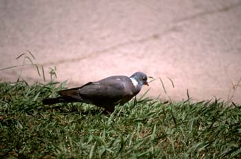 Paloma torcáz (Columba palumbus)