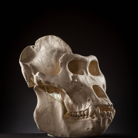 IES_SANISIDRO_MUSEO_Craneos_014