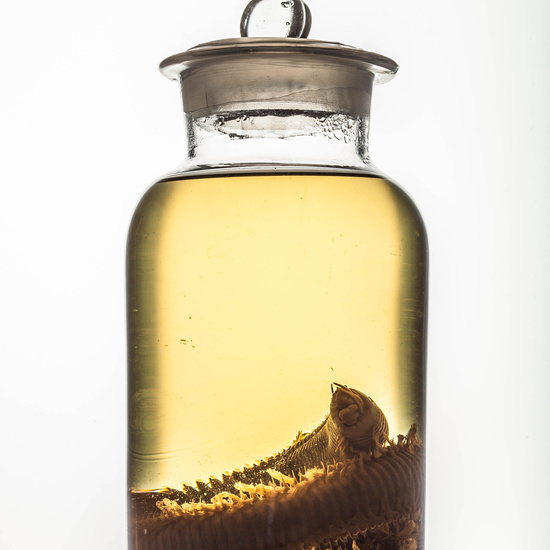 IES_SANISIDRO_MUSEO_BOTES_027