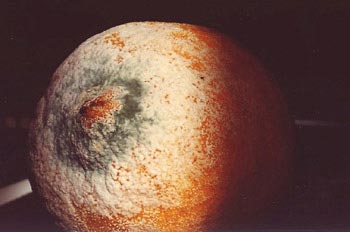 Moho (Aspergillum sp.)