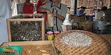 Comida de animales, Jogyakarta, Indonesia