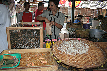Comida de animales, Jogyakarta, Indonesia