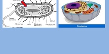Citoplasma (eucariota vegetal)