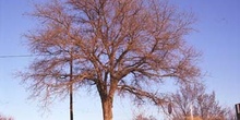 Falsa acacia de Japón - Porte (Sophora japonica)
