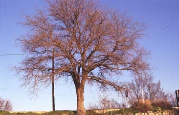 Falsa acacia de Japón - Porte (Sophora japonica)