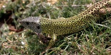 Lagarto verdinegro (Lacerta schreiberi)