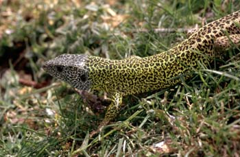 Lagarto verdinegro (Lacerta schreiberi)