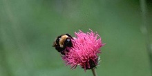 Abejorro (bombus sp.)