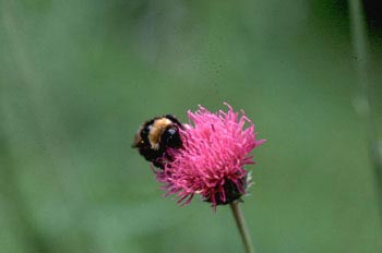 Abejorro (bombus sp.)