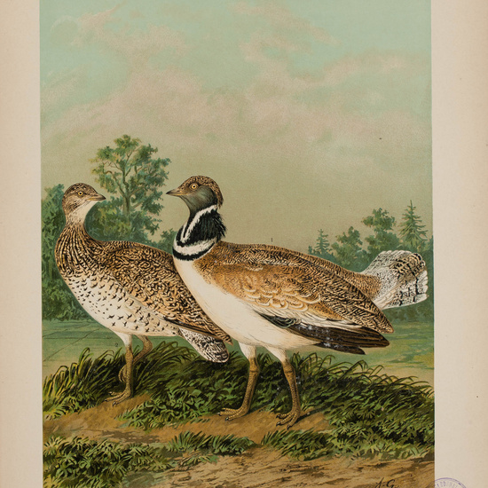 IES_CARDENALCISNEROS_AVES_LAMINAS_009