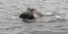 Ballena franca austral, Argentina